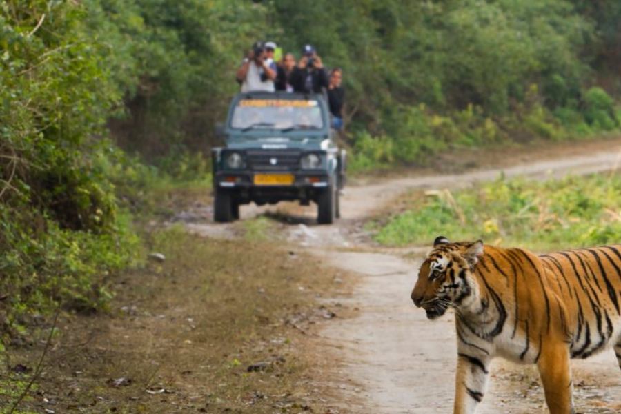 Jim Corbett Wildlife Tour
