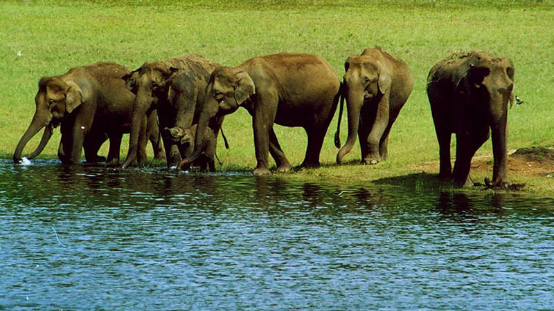 Kerala Nature & Backwaters Tour