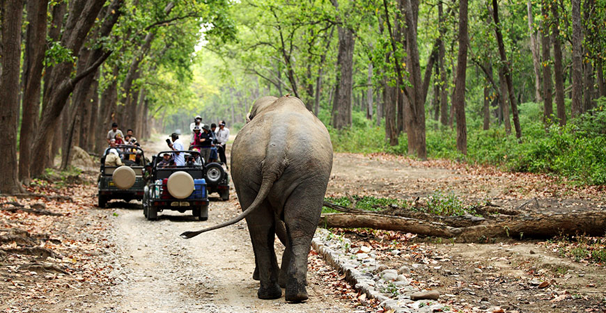 Jim Corbett Wildlife Tour