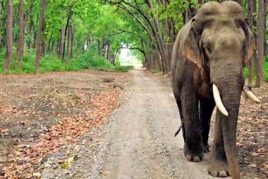 Corbett Nainital Tour