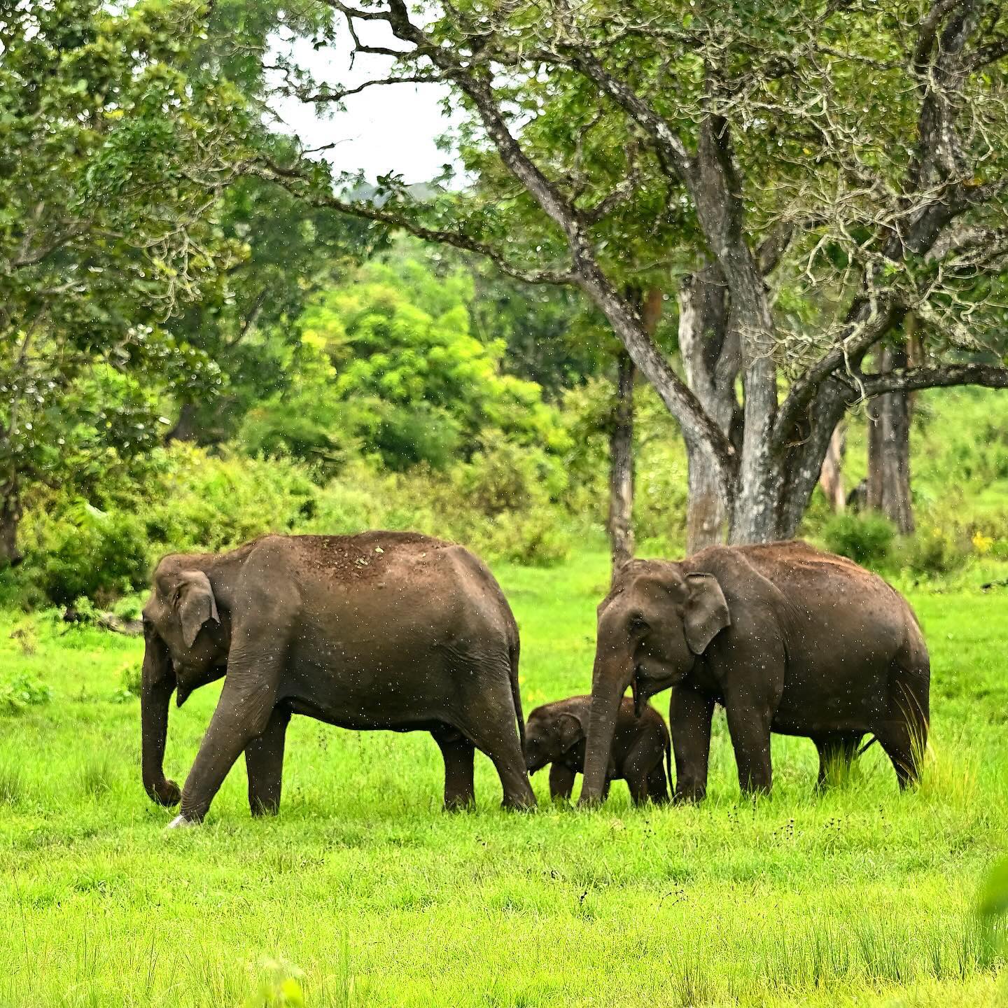 Corbett Nainital Kausani Package